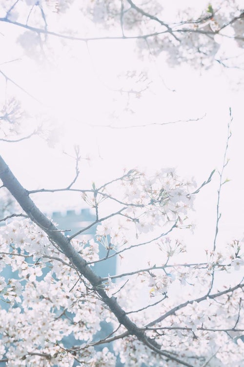 桜が咲く日中の写真